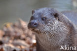 Visotter