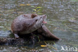 Visotter