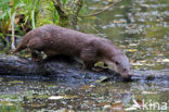 European Otter (Lutra lutra) 