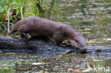 Visotter