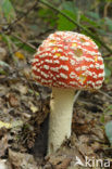 Vliegenzwam (Amanita muscaria)