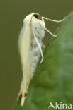 Vliervlinder (Ourapteryx sambucaria)