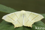Vliervlinder (Ourapteryx sambucaria)