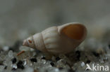 Thick-lipped Spire-shell (Rissoa membranacea)