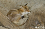 Fox (Vulpes vulpes)