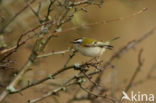 Vuurgoudhaantje (Regulus ignicapillus)