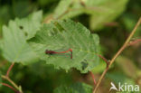 Large Red Damselfly (Pyrrhosoma nymphula)