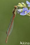 Large Red Damselfly (Pyrrhosoma nymphula)