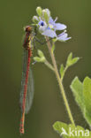 Large Red Damselfly (Pyrrhosoma nymphula)