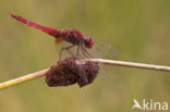 Vuurlibel (Crocothemis erythraea)