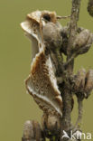 Buff Arches (Habrosyne pyritoides)