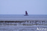 Waddenzee