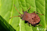 Stink bug (Pitedia pinicola)