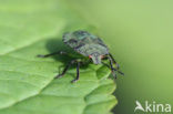 Stink bug (Pitedia pinicola)