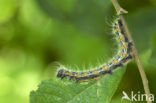 Buff-tip (Phalera bucephala)