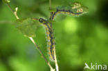 Buff-tip (Phalera bucephala)