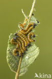 Buff-tip (Phalera bucephala)