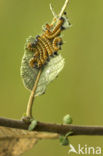 Buff-tip (Phalera bucephala)