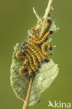 Buff-tip (Phalera bucephala)