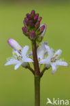 common buckbean (Menyanthes trifoliata)