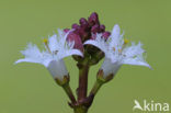 common buckbean (Menyanthes trifoliata)