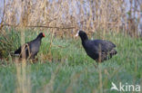 Waterhoen (Gallinula chloropus)