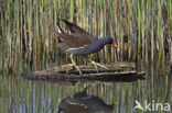 Waterhoen (Gallinula chloropus)