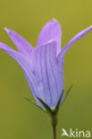 Spreading Bellflower (Campanula patula)