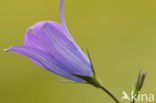 Spreading Bellflower (Campanula patula)