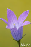 Spreading Bellflower (Campanula patula)