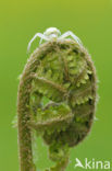 Wijfjesvaren (Athyrium filix-femina)