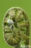 Lady-fern (Athyrium filix-femina)