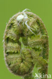 Lady-fern (Athyrium filix-femina)