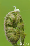 Wijfjesvaren (Athyrium filix-femina)