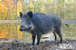 Wild Boar (Sus scrofa)