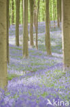 Bluebell (Scilla non-scripta)