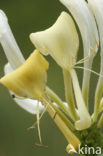 Honeysuckle (Lonicera periclymenum)