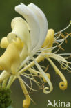 Wilde kamperfoelie (Lonicera periclymenum)