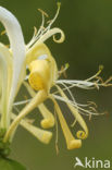 Honeysuckle (Lonicera periclymenum)