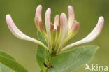 Honeysuckle (Lonicera periclymenum)