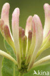 Honeysuckle (Lonicera periclymenum)