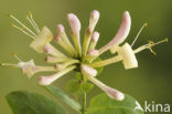 Honeysuckle (Lonicera periclymenum)