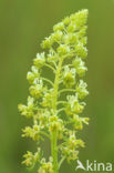 Yellow Cut-leaved Mignonette (Reseda lutea)