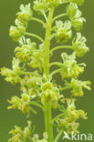 Yellow Cut-leaved Mignonette (Reseda lutea)