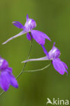 Wilde ridderspoor (Consolida regalis) 