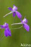 Wilde ridderspoor (Consolida regalis) 