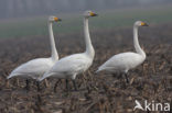 Whooper Swan (Cygnus cygnus)