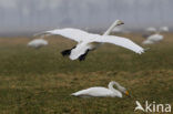 Whooper Swan (Cygnus cygnus)