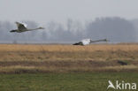 Whooper Swan (Cygnus cygnus)