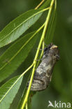 Goat Moth (Cossus cossus)